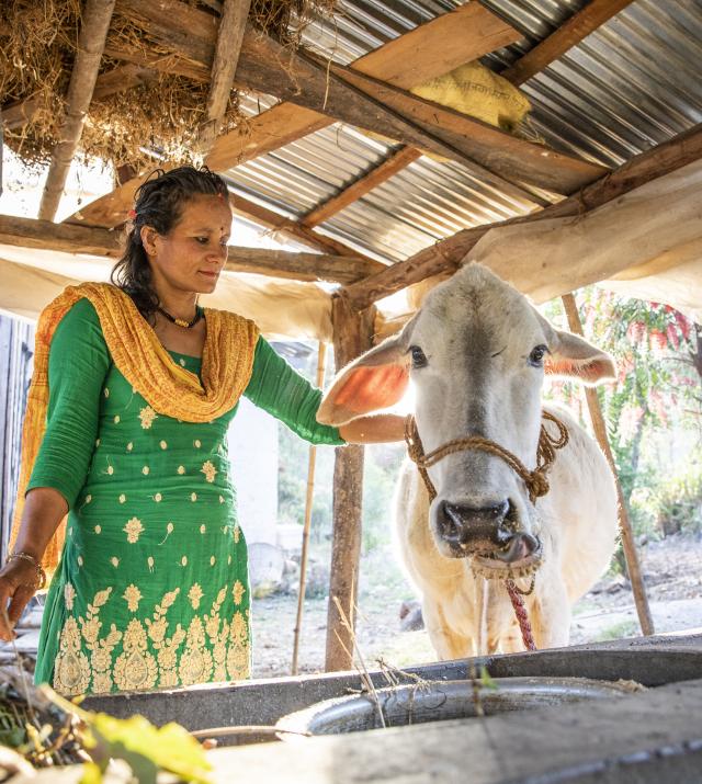 A woman stands next to a cow 