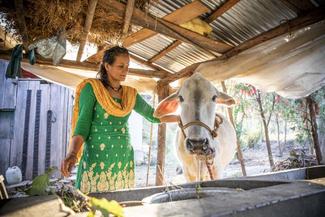 A woman stands next to a cow 