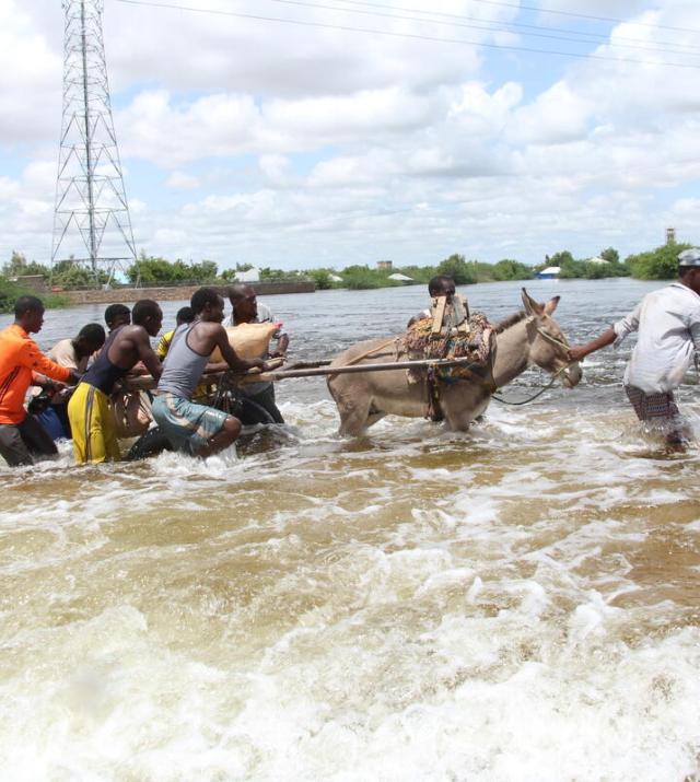 Group of people pulling a donkey in flooding water