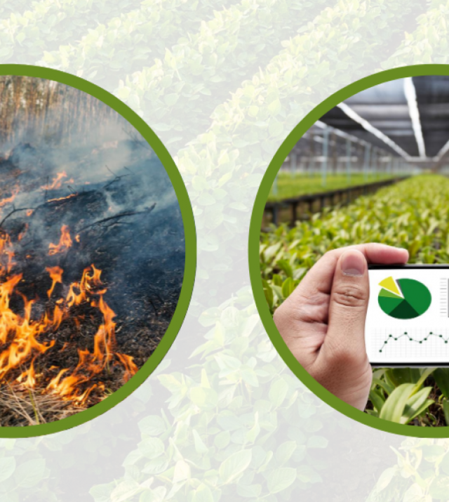 Graphic with grass on fire and a greenhouse with data visualization on a cellphone.