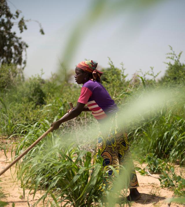 A woman tilling the soil of her millet field