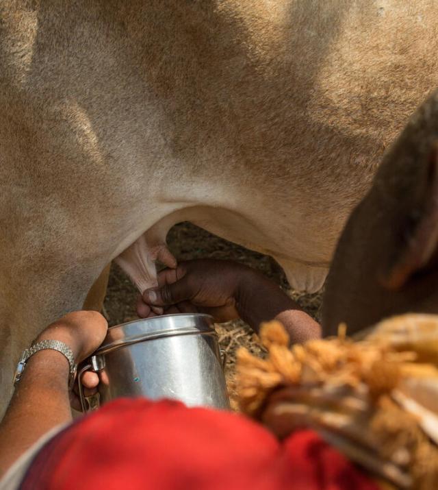 A cow being milked