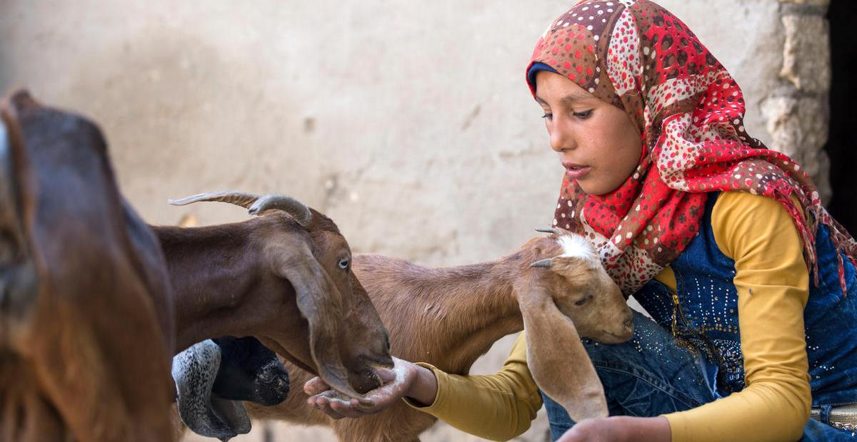girl with a hijab feeding goats with her hand 