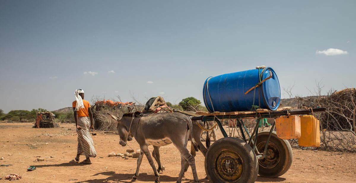 A man leads two donkeys pulling a cart carrying a bidon of water.