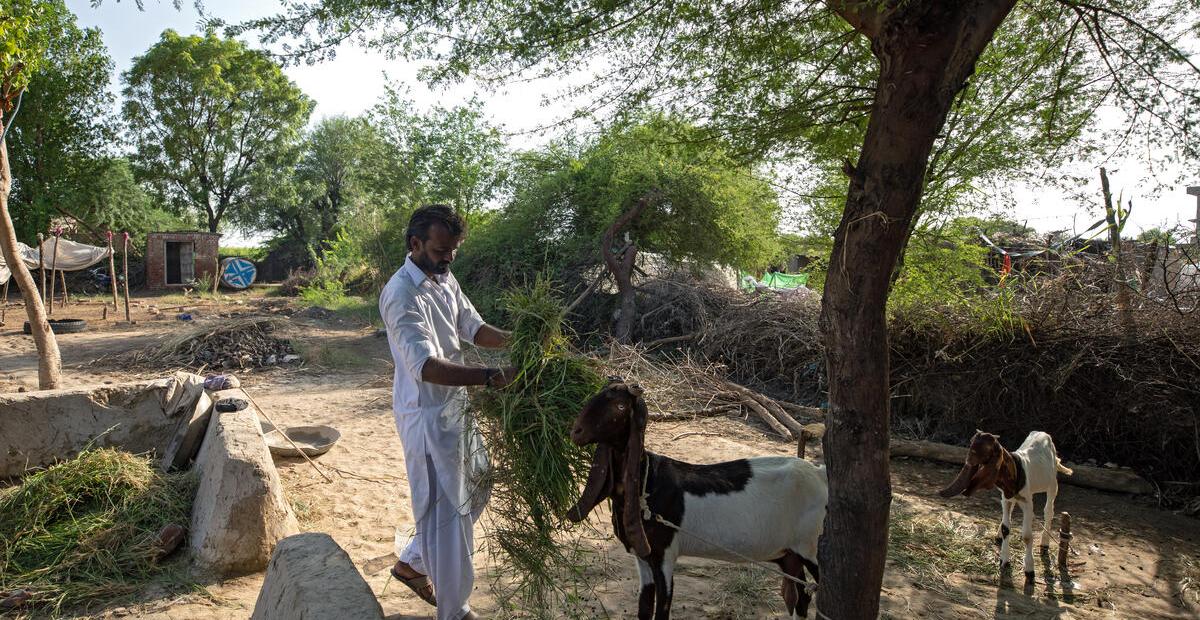 A man feeds greens to his goat underneath a tree
