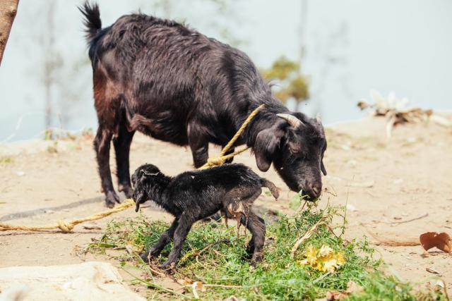 goats grazing