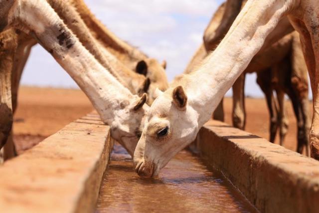 camels drinking water