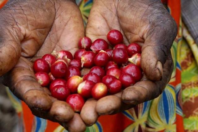 hands carrying berries