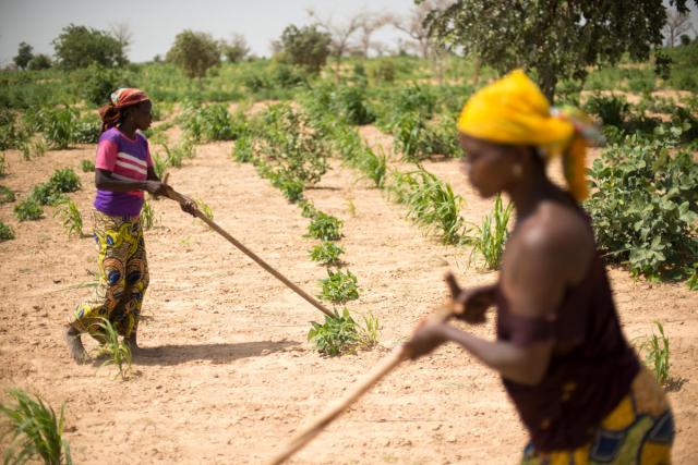 Photo of women turning the soil of a millet field with traditional farming tools.