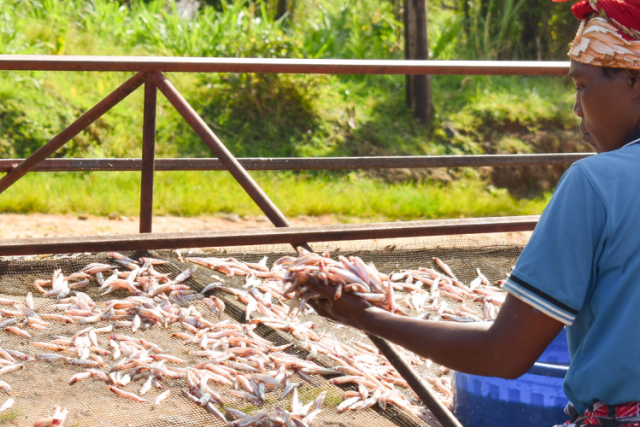 A woman drying small fish with her back turned to the camera.